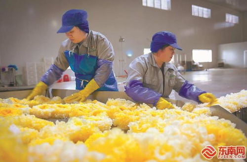 尤溪祥云銀耳 產銷兩旺，開拓生物制品新藍海